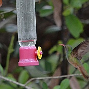 Buff-bellied Hummingbird, Goose Island State Park, Texas